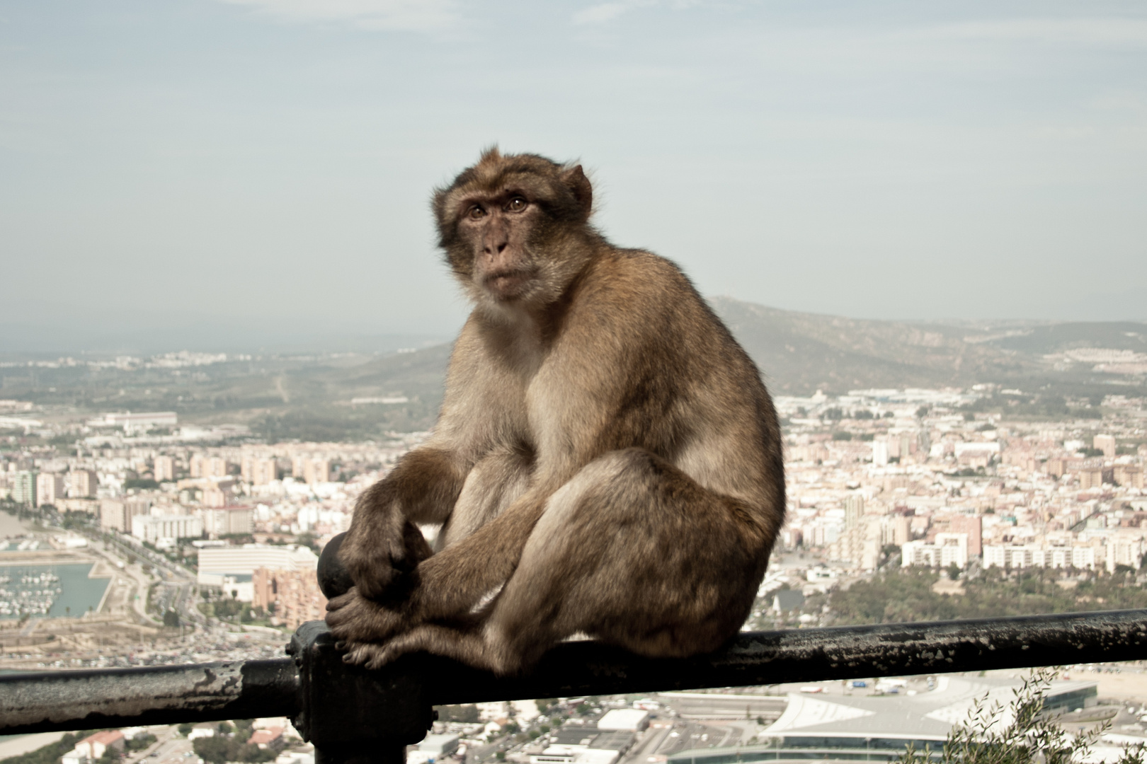 Der König von Gibraltar