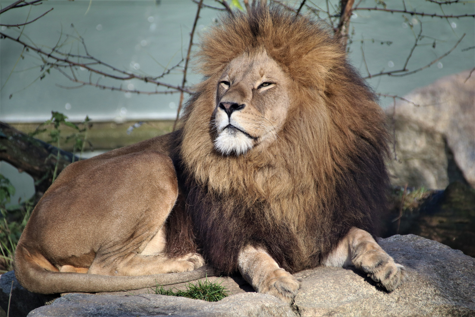 Der König von Hellabrunn