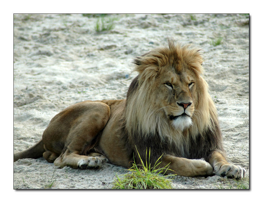 Der König von Herberstein