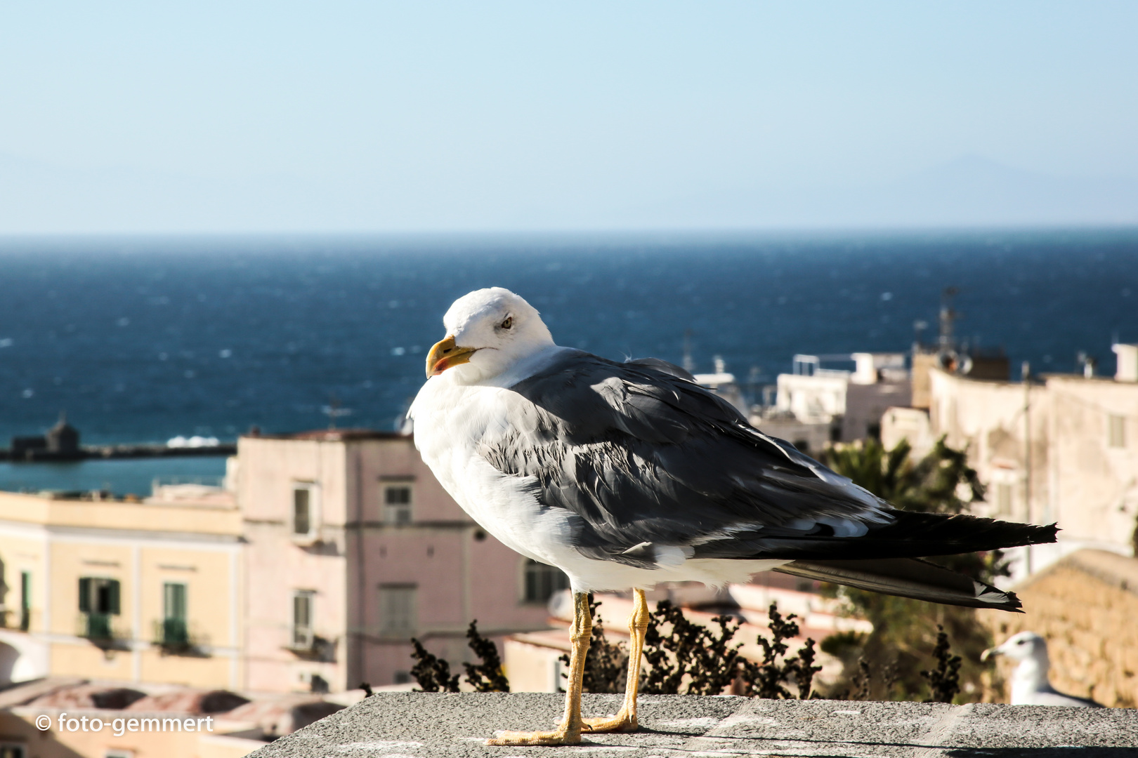 Der König von Procida