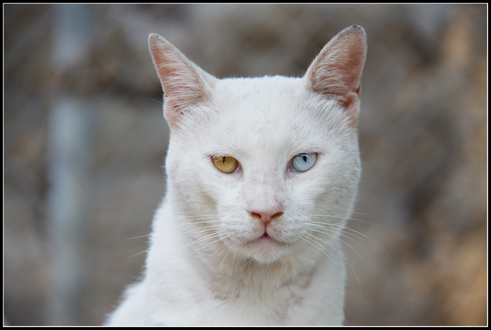 Der König von Rhodos Stadt ...