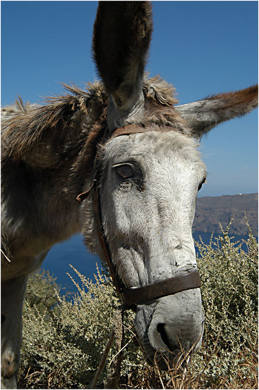 Der König von Santorini