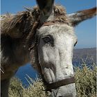 Der König von Santorini