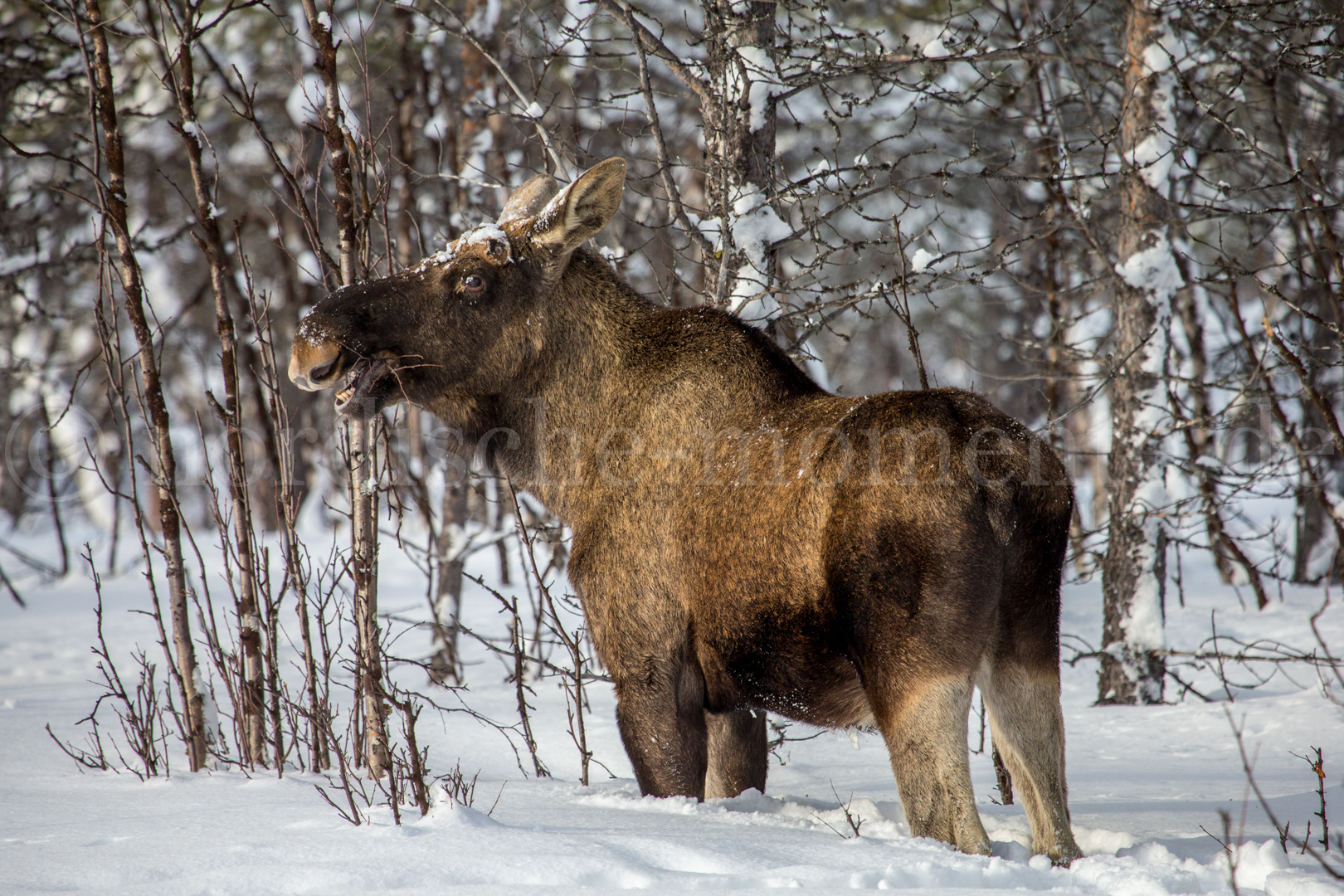 Der König von Schwedens Wäldern