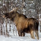 Der König von Schwedens Wäldern