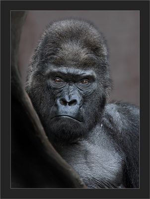 *** Der König wacht ***