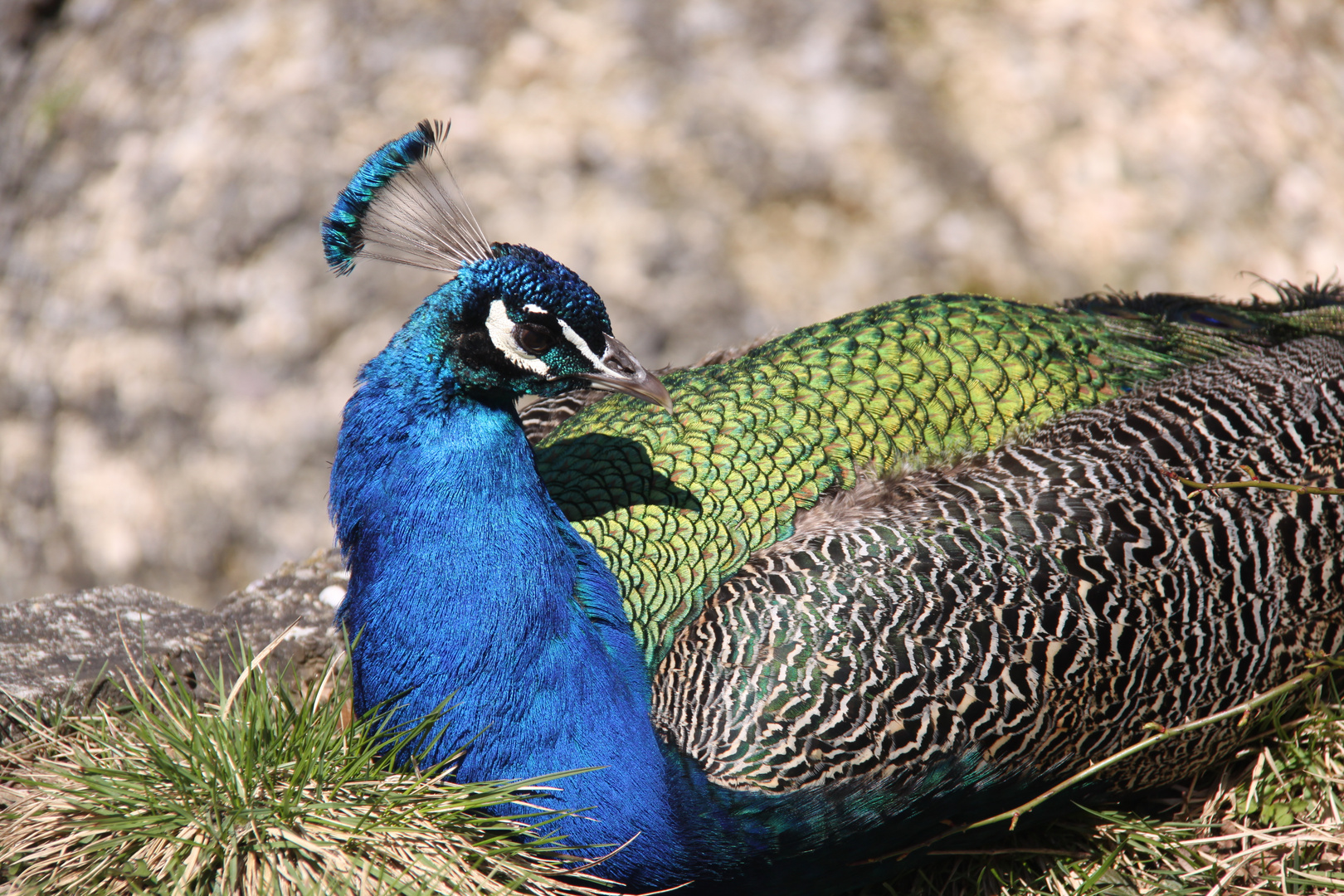 Der königliche Pfau