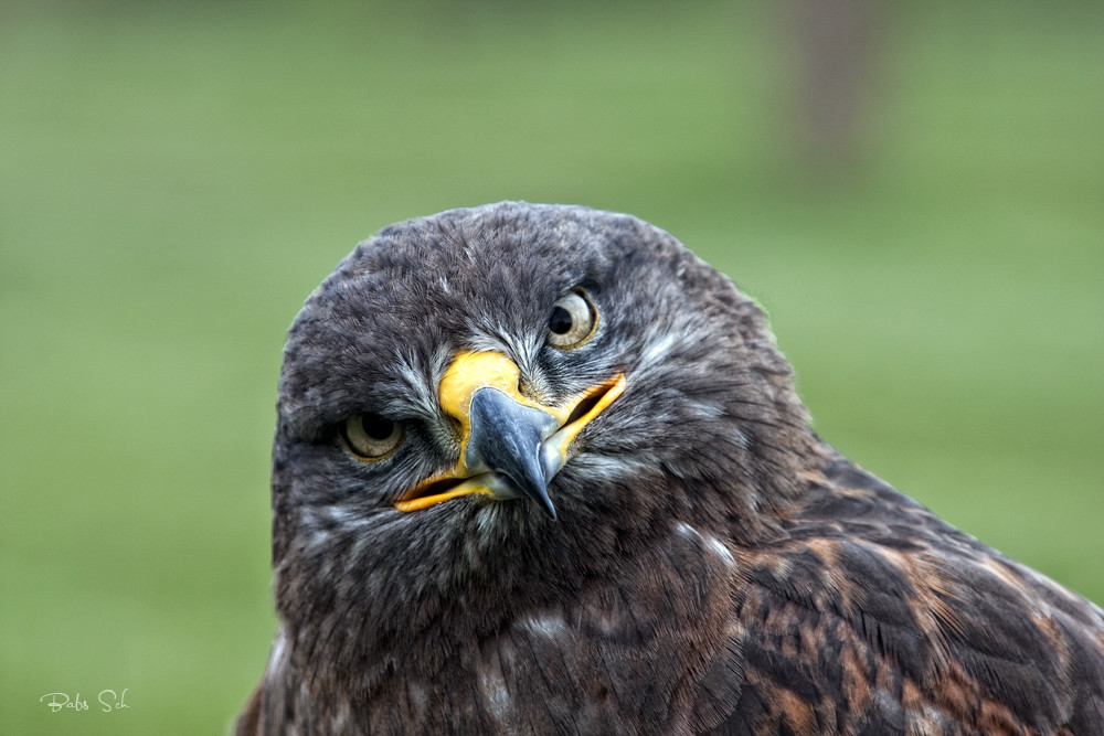 Der Königsbussard