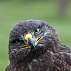 Der Königsbussard