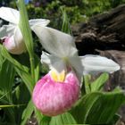 Der Königsfrauenschuh (Cypripedium reginae)