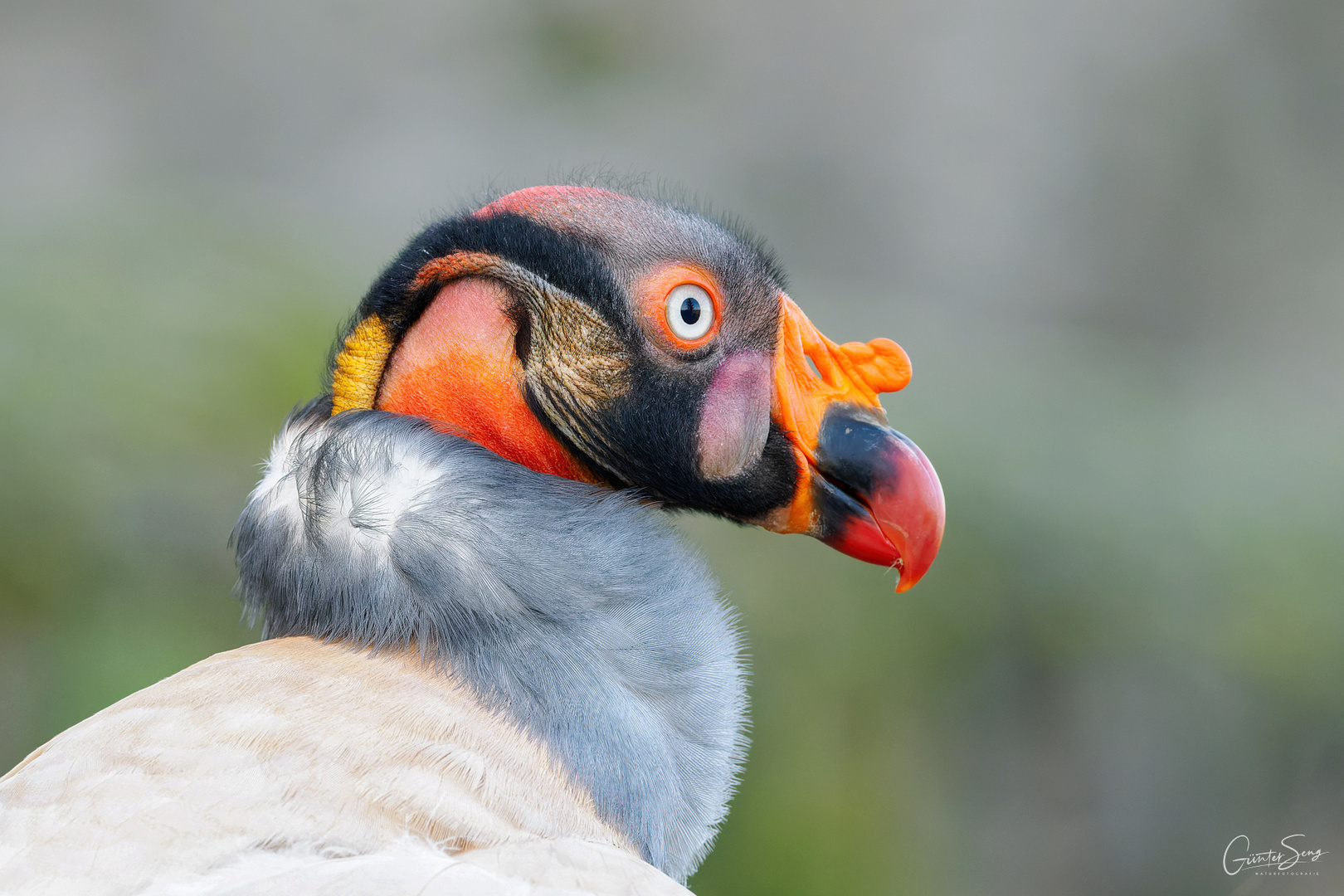 Der Königsgeier (Sarcoramphus papa)