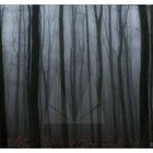 Der Königswald im Nebel