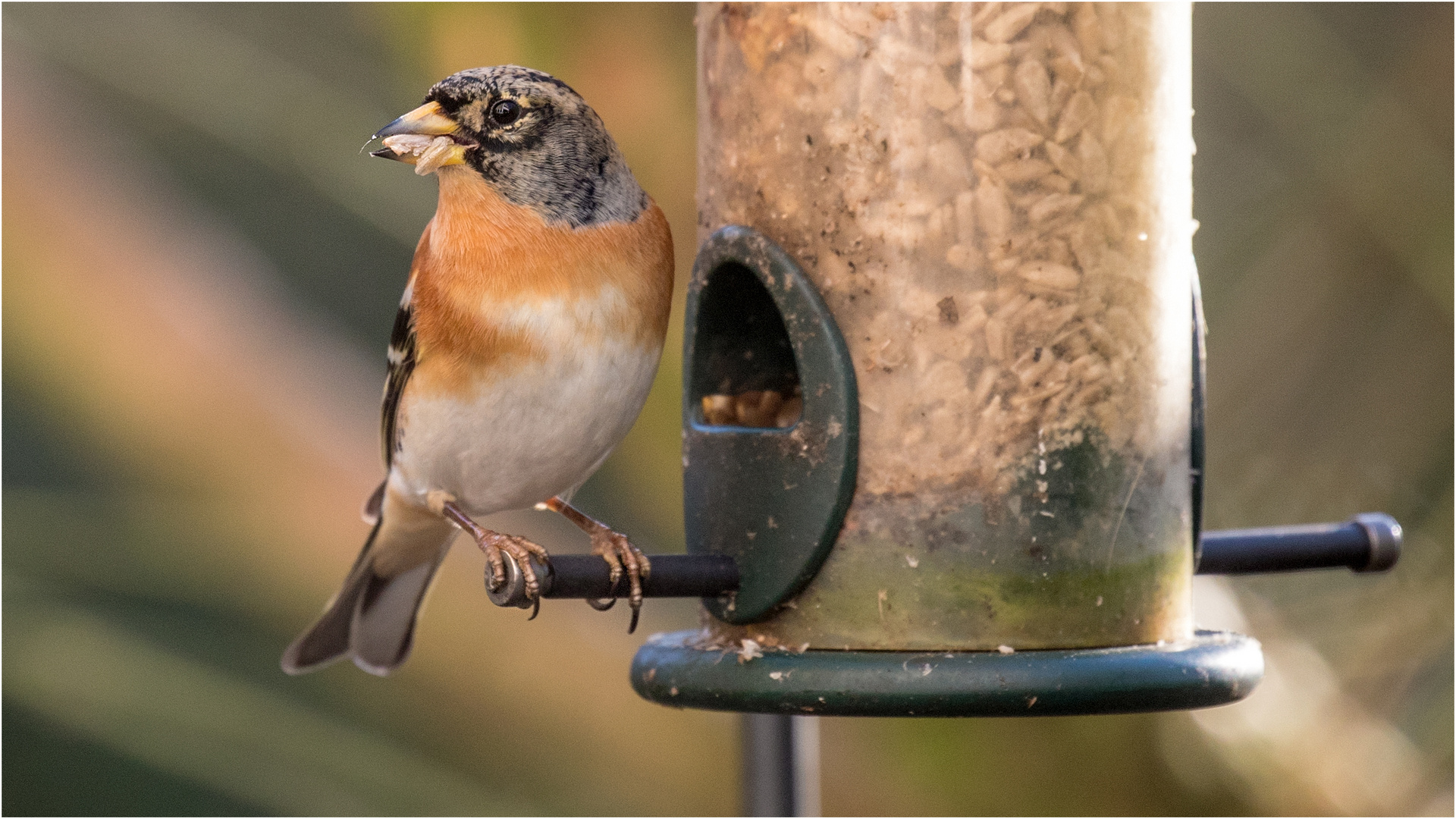 der Körnerfresser.. Foto & Bild | tiere, wildlife, wild lebende