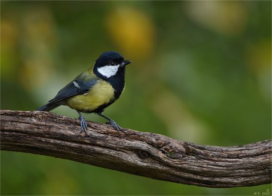 Der Kohlmeisenhahn ...
