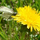 - Der Kohlweissling auf einer Löwenzahnblüte -