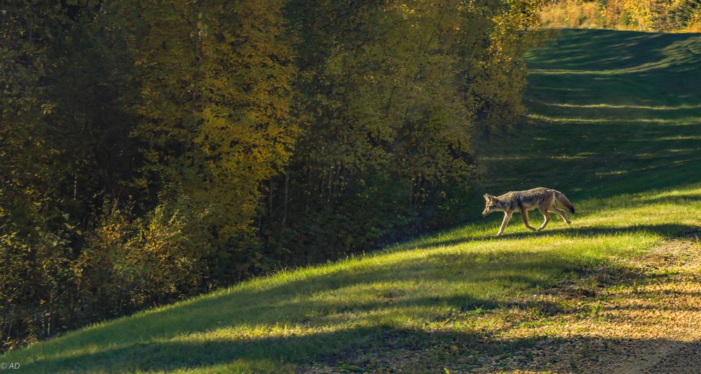 Der Kojote... Foto & Bild tiere, wildlife, landschaft Bilder auf