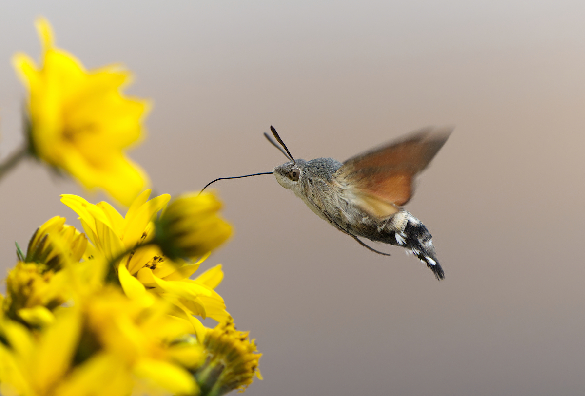 Der Kolibri...