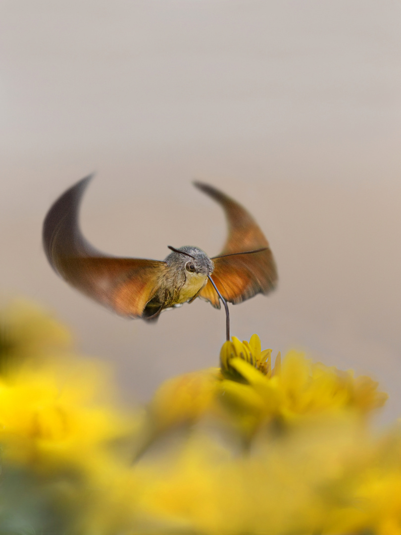 Der Kolibri... (2)