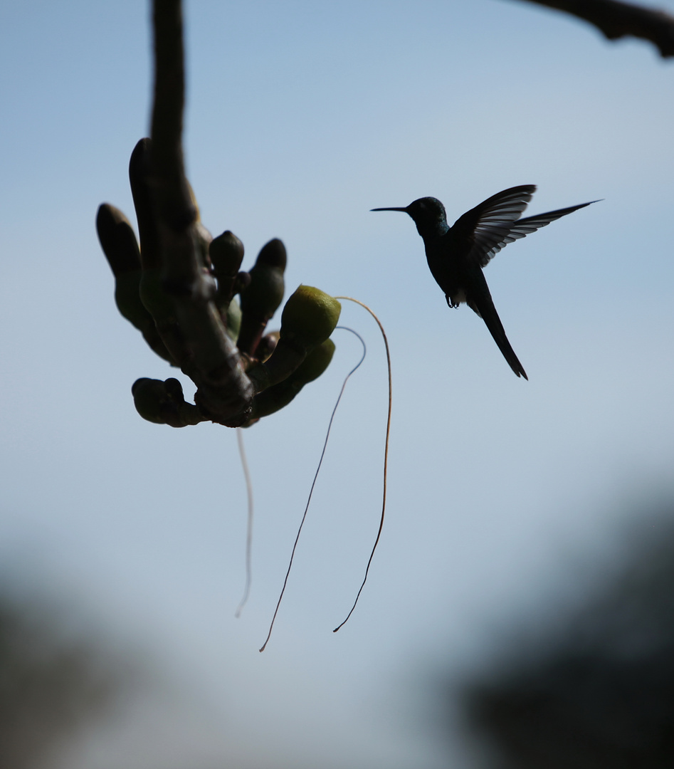 Der Kolibri