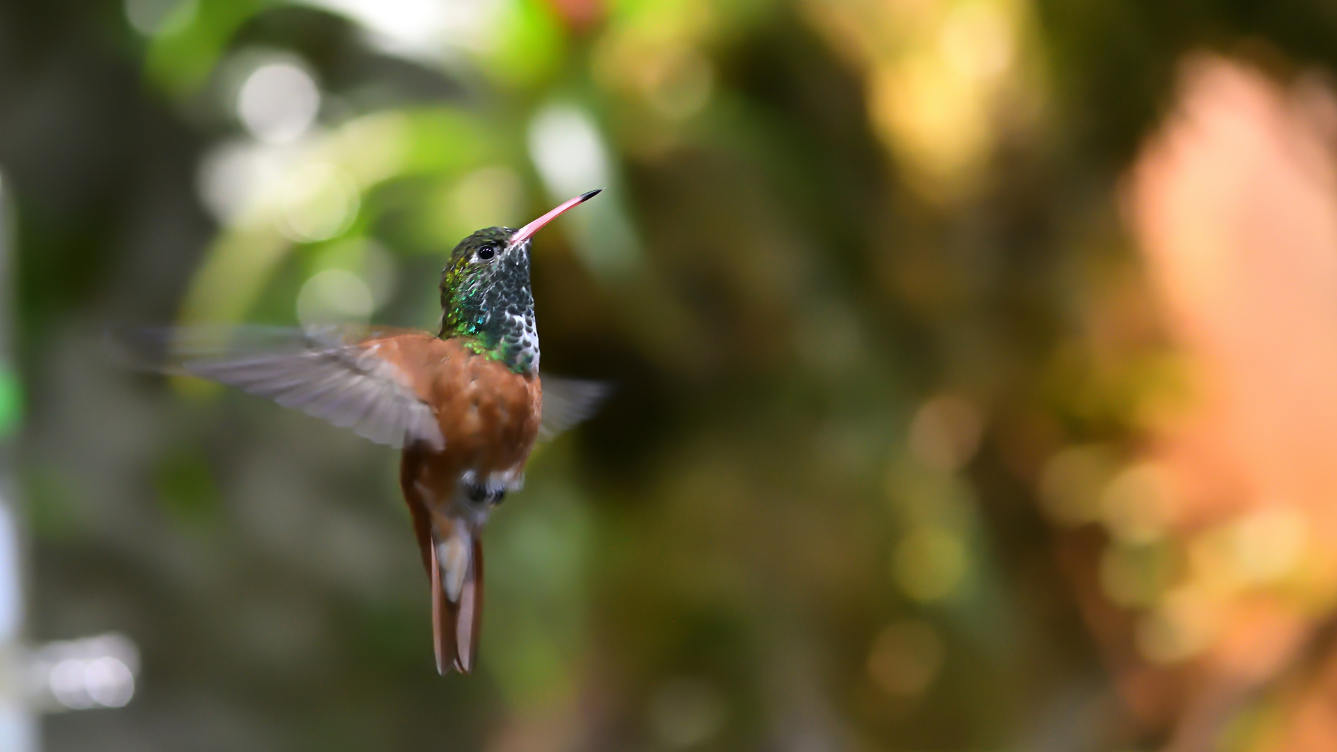 Der Kolibri