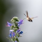 Der Kolibri, der ein Nachtfalter ist