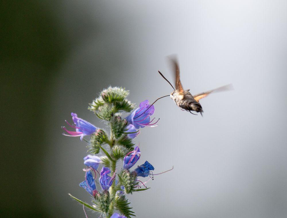 Der Kolibri, der ein Nachtfalter ist