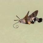 Der Kolibri der ein Schmetterling ist