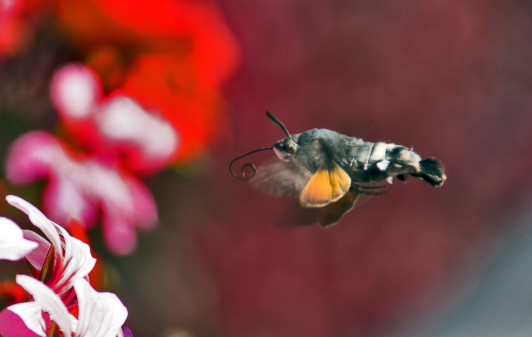 Der Kolibri, der ein Schmetterling ist......