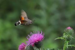 Der Kolibri, der ein Schmetterling ist. 