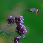 Der Kolibri, der ein Schmetterling ist