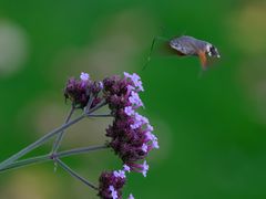 Der Kolibri, der ein Schmetterling ist