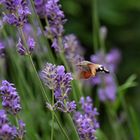 Der Kolibri, der ein Schmetterling ist