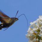 Der Kolibri, der ein Schmetterling ist...