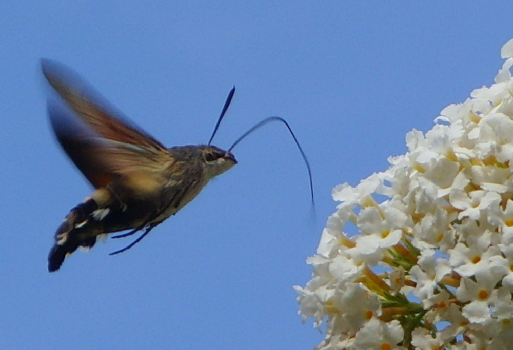 Der Kolibri, der ein Schmetterling ist...