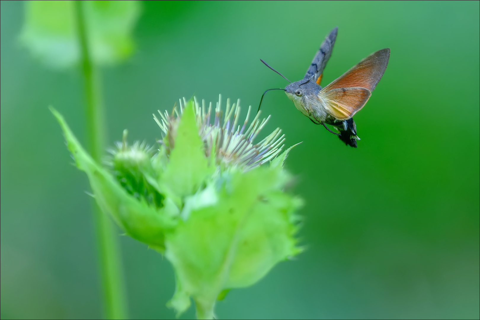 Der Kolibri der Schmetterlinge das Taubenschwänzchen