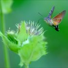 Der Kolibri der Schmetterlinge das Taubenschwänzchen