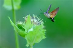 Der Kolibri der Schmetterlinge das Taubenschwänzchen