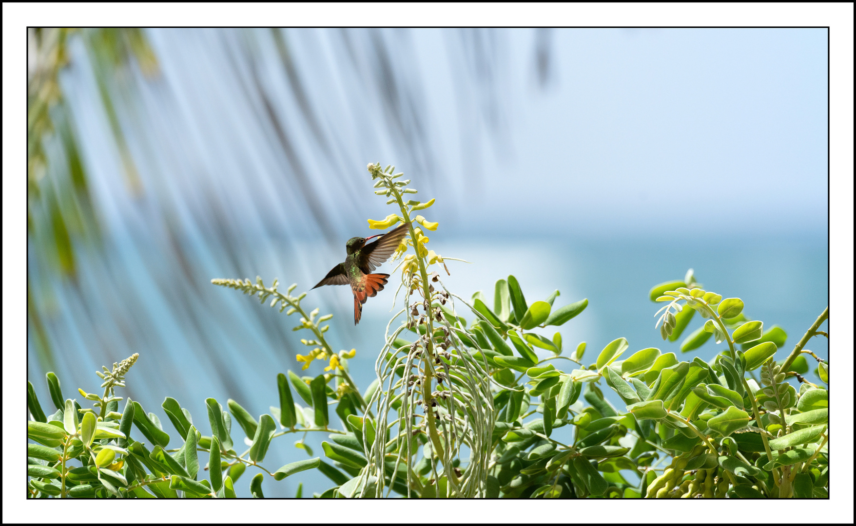 der Kolibri......