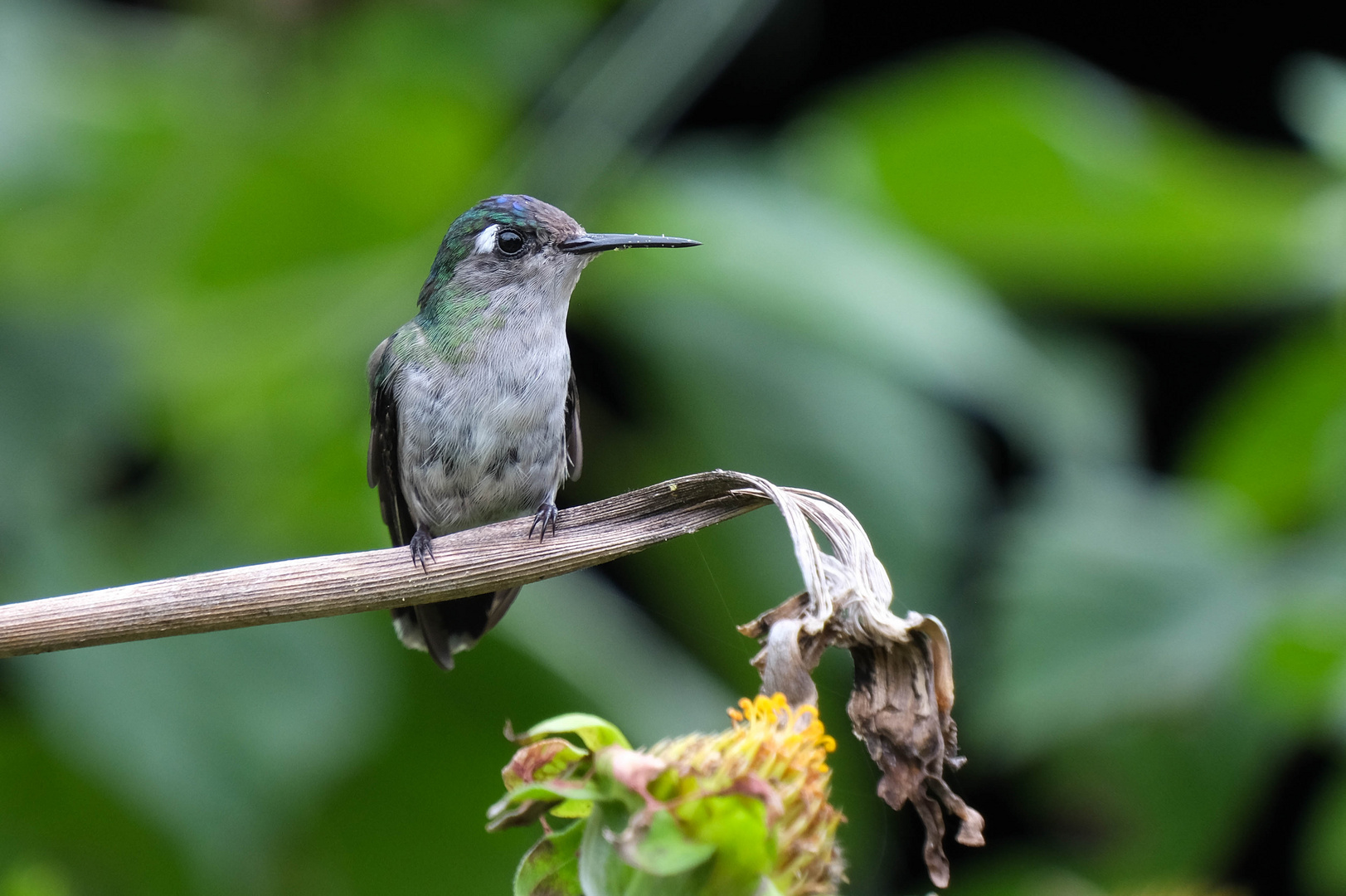 ...der Kolibri im Naturgarten...