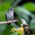 ...der Kolibri im Naturgarten...