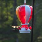 Der Kolibri stillt seinen Durst