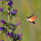 Der Kolibri unter den Faltern das Taubenschwänzchen