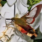 DER KOLIBRI UNTER DEN INSEKTEN-HUMMELSCHWÄNZCHEN