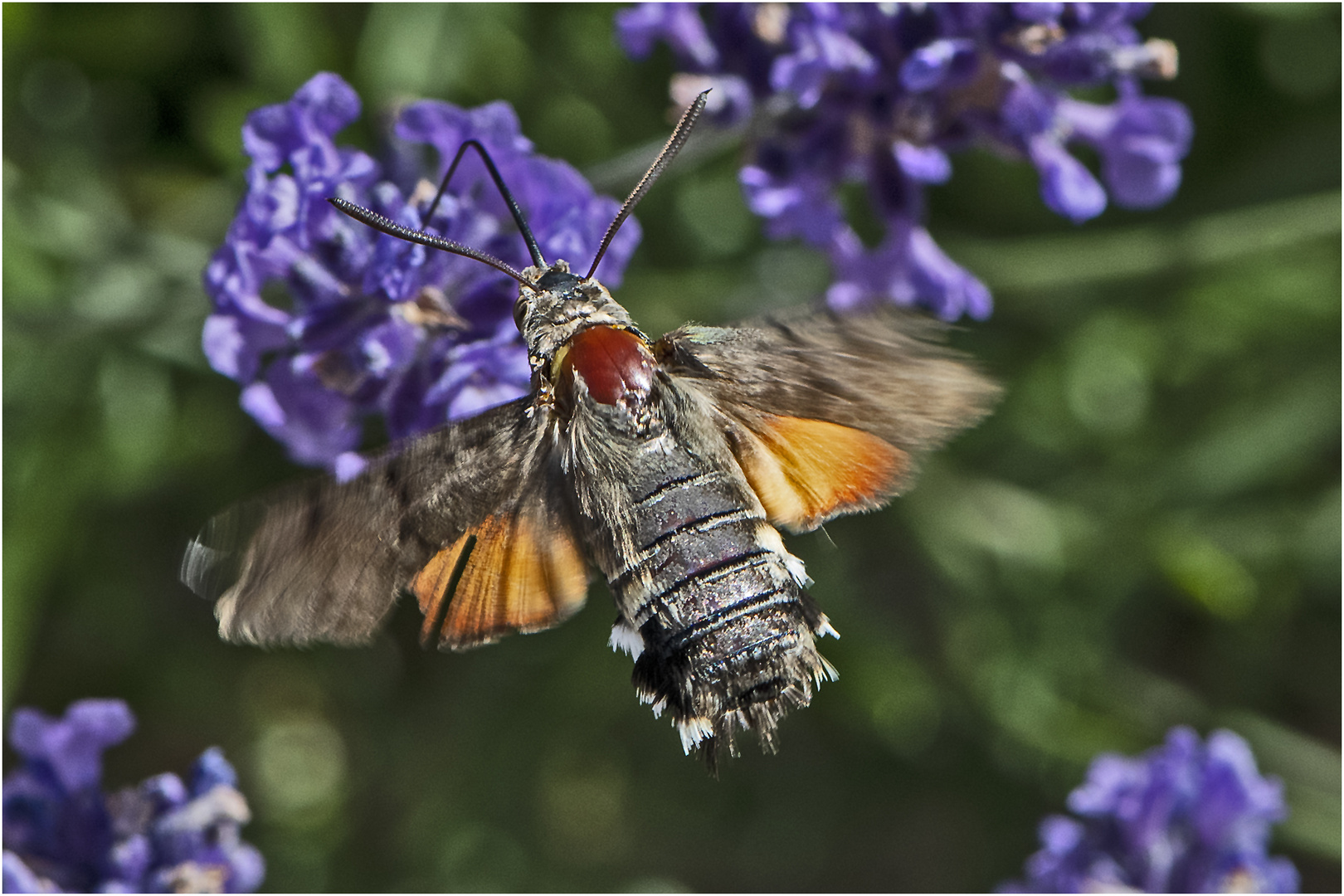 Der "Kolibri" unter den Schmetterlingen . . .