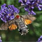 Der "Kolibri" unter den Schmetterlingen . . .