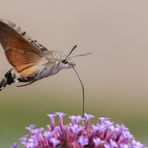 Der Kolibri unter den Schmetterlingen.