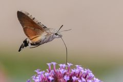 Der Kolibri unter den Schmetterlingen.