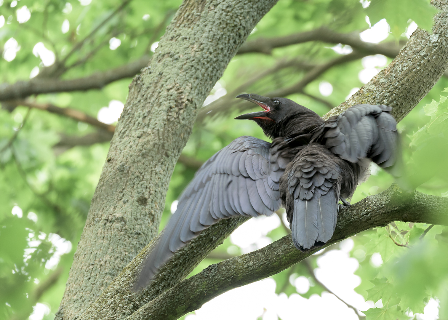 Der Kolkrabe (Corvus corax)