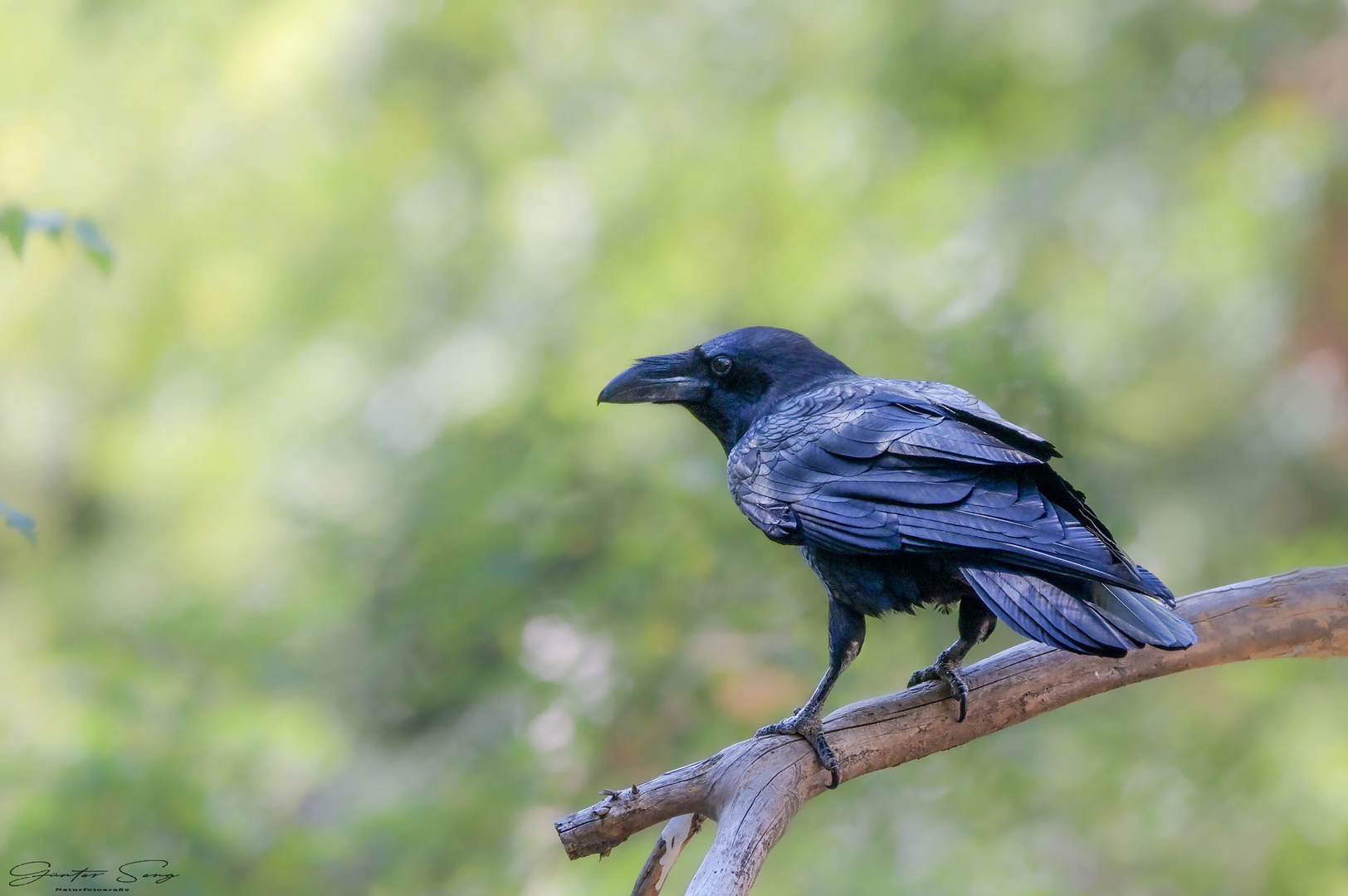 Der Kolkrabe (Corvus corax) 