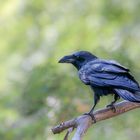 Der Kolkrabe (Corvus corax) 